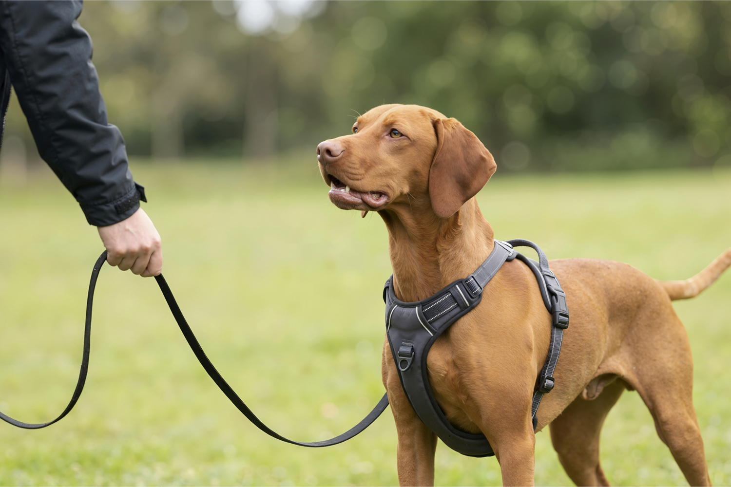 Dog and owner training outdoors