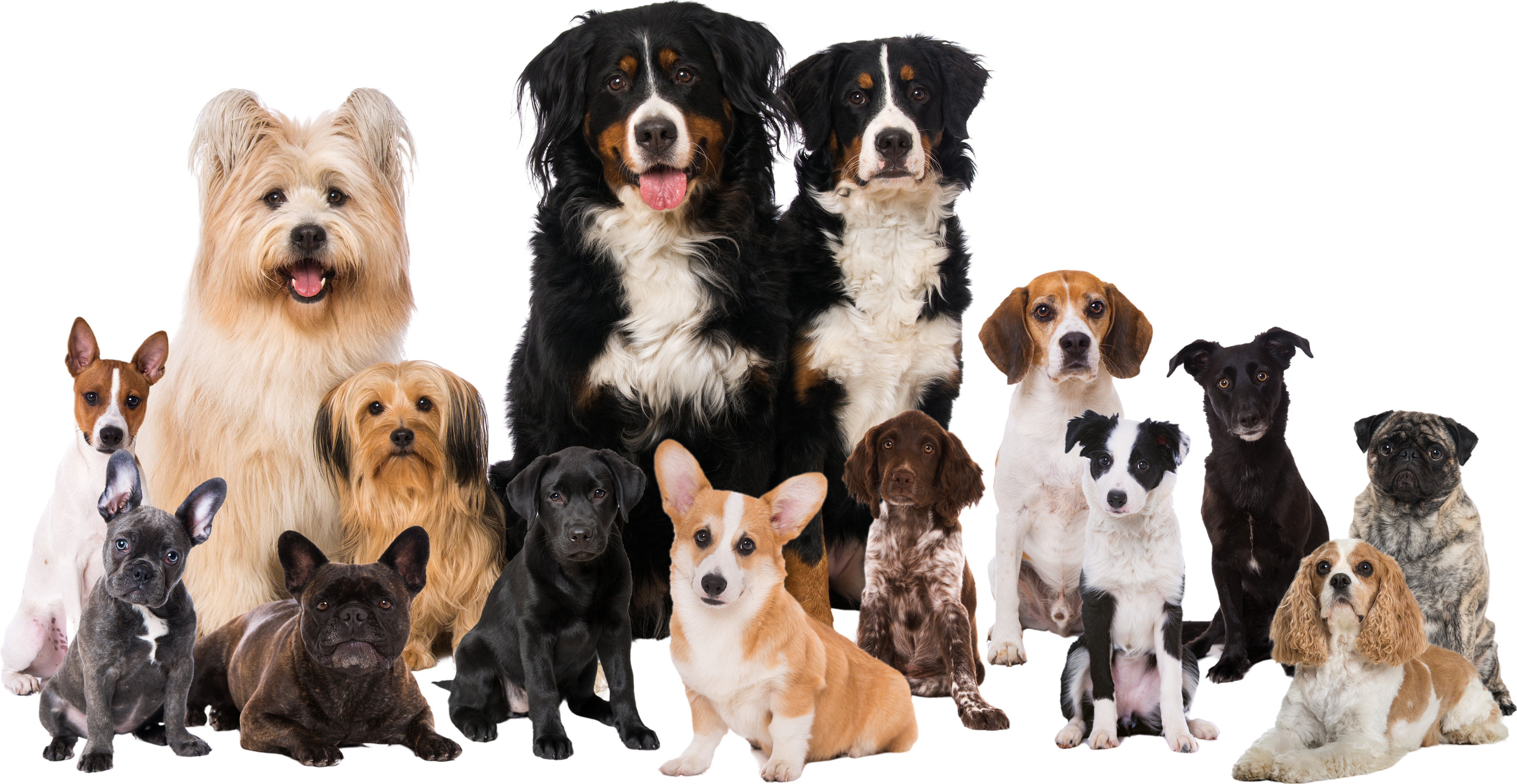 Dog trainer working with a dog