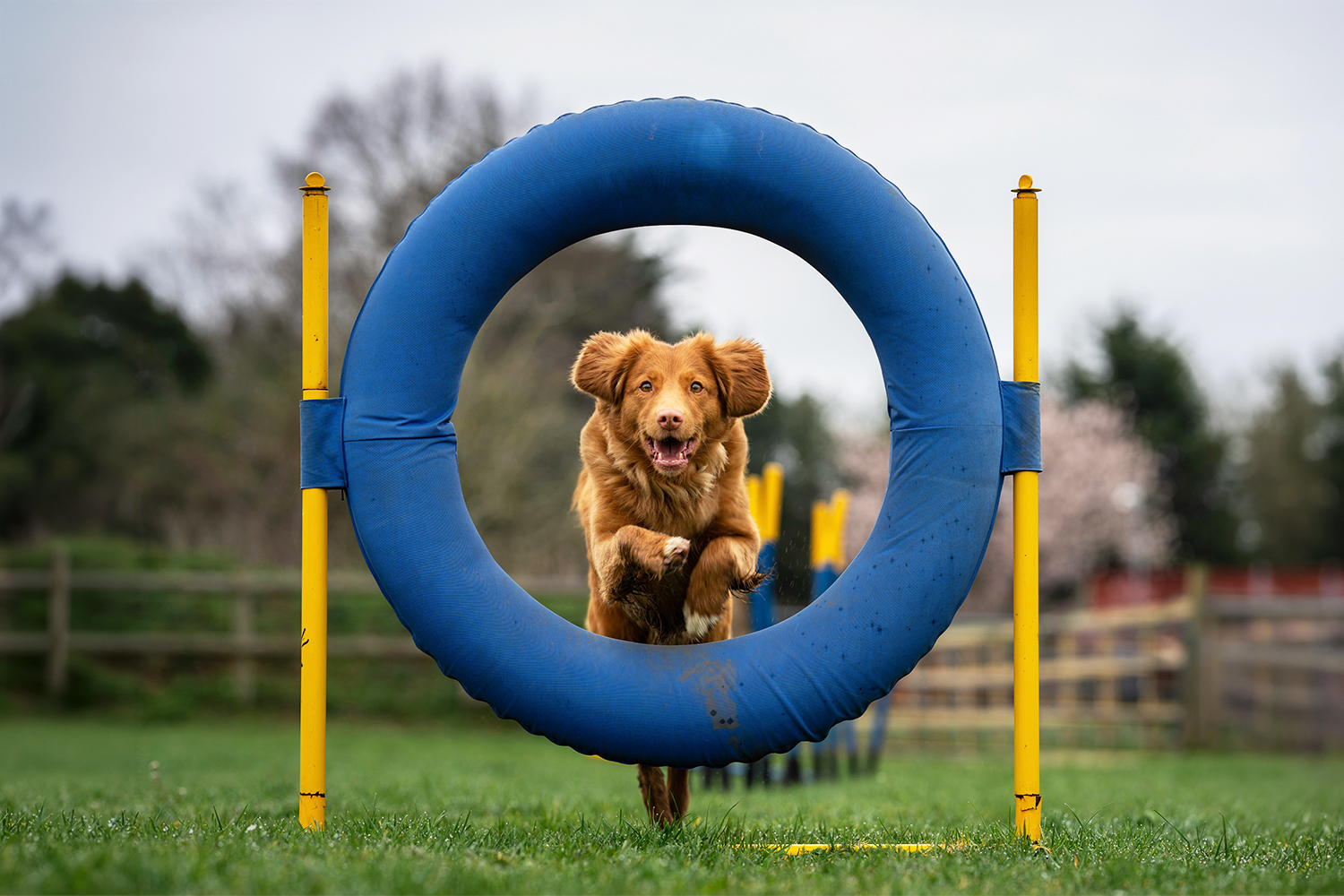 Dog trainer working with a dog